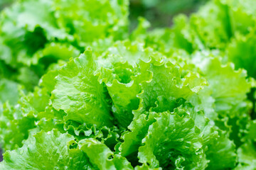 Lettuce salad leaf background. Fresh batavia salad. Top view whole lettuce leaf growth on organic farm ground bed. Young green lettuce crop in garden soil for spring leaf salad. Raw vegetarian lettuce - obrazy, fototapety, plakaty
