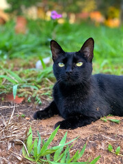 black cat on the grass