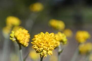 Conostylis Lemon Lights  yellow flowers