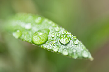 Morning dew druplets on an olive tree leaf