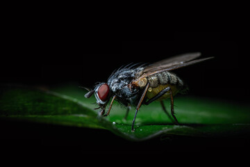 Fly in nature on black background