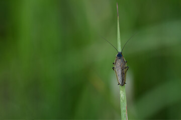Gemeine Waldschabe (Ectobius lapponicus)