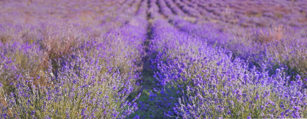 Panorama sunset over a lavender field.