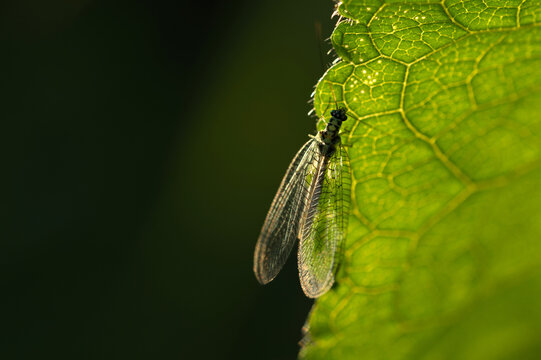 Gr&uuml;nes Perlenauge (Chrysopa perla)