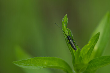 Scheckhorn-Distelbock (Agapanthia villosoviridescens)