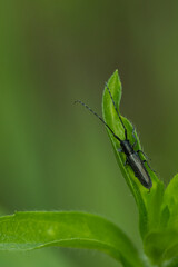 Scheckhorn-Distelbock (Agapanthia villosoviridescens)