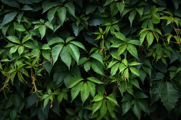 Green creeper leaves on the wall.