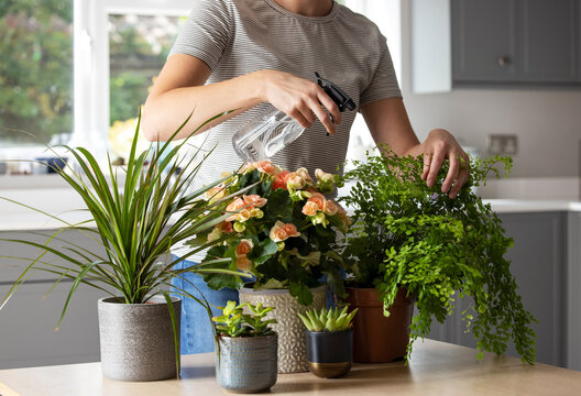 Close Up Of Woman Caring For And Watering House Plants With Spray