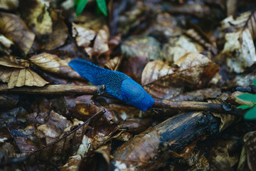 Bielzia coerulans slug in slovakia wild nature