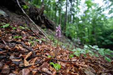 Orchis spitzelii in slovakia wild nature