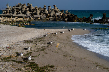 Seagulls reclaiming the shores of the Black Sea after the vacation season has ended at the end of September. - 381830241