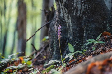 Orchis spitzelii in slovakia wild nature