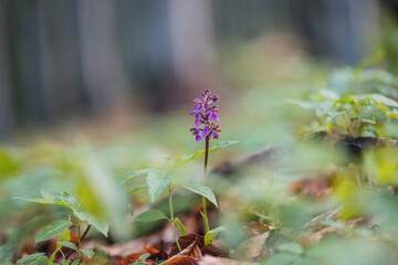 Orchis spitzelii in slovakia wild nature
