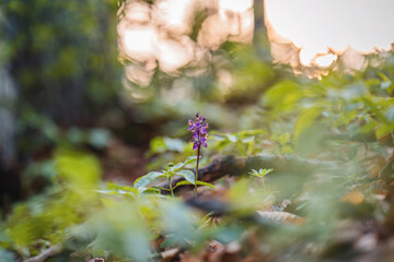 Orchis spitzelii in slovakia wild nature