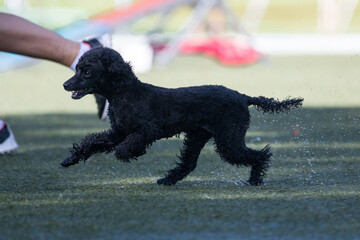 Fast running full speed black amazing small poodle outside on wet summer day, doing dog sport agility with the handler after rain. Smartest dog breed medium caniche moyen doing canine dog sport