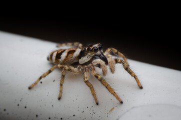 Nahaufnahme einer hoch guckenden Zebraspringspinne 