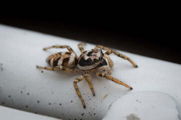 Nahaufnahme einer Zebraspringspinne auf einem Zaun
