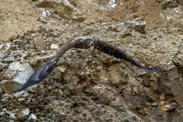 White Tailed Eagle (Haliaeetus albicilla) in flight. Also known as the ern, erne, gray eagle, Eurasian sea eagle and white-tailed sea-eagle. Wings Spread. Poland, Europe. Birds of prey.