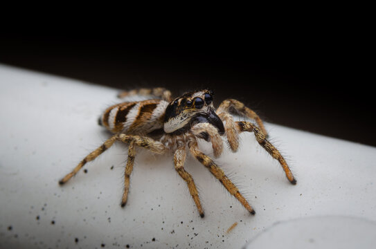Nahaufnahme einer hoch guckenden Zebraspringspinne 