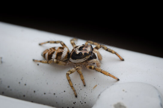 Nahaufnahme einer Zebraspringspinne auf einem Zaun