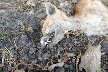 Dead fox after the forest fire