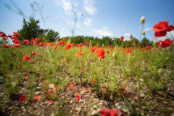 common poppy on field in nature