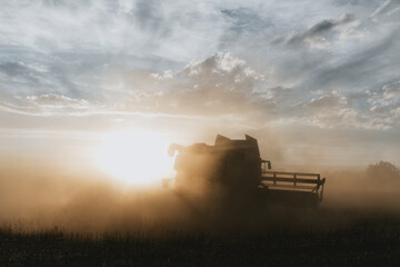 Fototapeta premium Silhouette of combine harvester from the back, hidden in the cloud of dust, who is going to the sun, harvesting the crop of oilseed rape during golden hour in summer under the cloudy sky