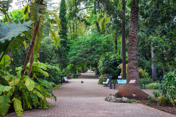 Valencia botanical gardens (Spain), with banana plants to the left, a palm tree to the right and various other shrubs and trees. - obrazy, fototapety, plakaty