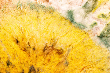 multicolored mold on rye bread on white background