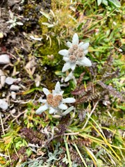 Edelweiss in den Bergen 