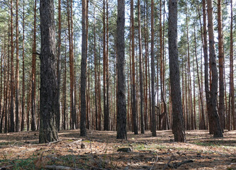 Pine forest trees