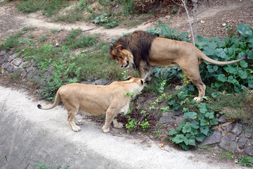 Lion and lioness look at each other