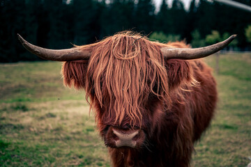 Highland Kuh
