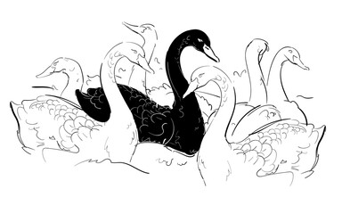 black swan among white swan hand drawn sketches white isolated background