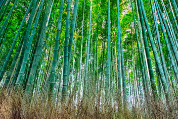Asian Bamboo Forest in Kyoto in Japan.