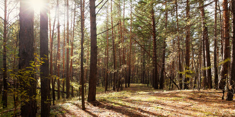 autumn peaceful pine forest illuminated by the sun