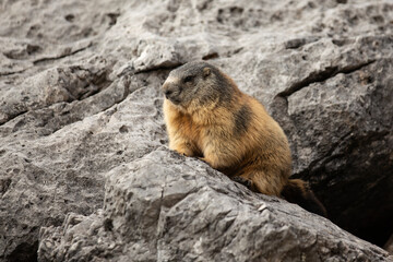 Naklejka na ściany i meble marmot in the mountains