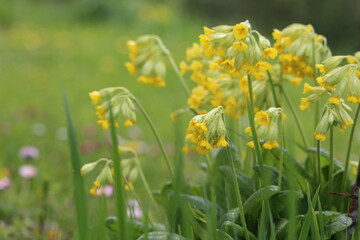 Fototapeta premium yellow flowers in a meadow