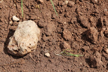 soil