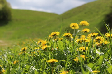 meadow with dandelions