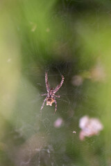 Closeup bottom view of of spider and spiderweb