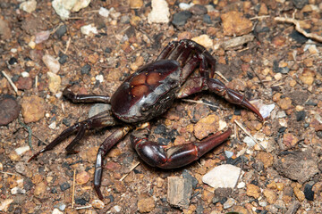Freshwater crab or Somanniathelphusa on ground