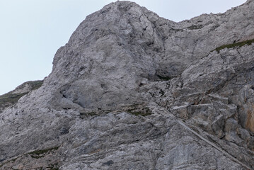 A group of adult chamois high up on the side of the Alps near the Santis in Appenzell