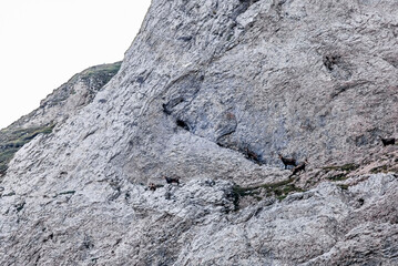 A group of adult chamois high up on the side of the Alps near the Santis in Appenzell