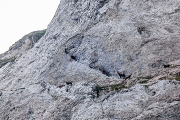A group of adult chamois high up on the side of the Alps near the Santis in Appenzell
