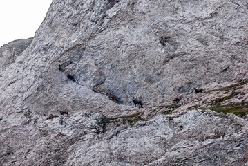 A group of adult chamois high up on the side of the Alps near the Santis in Appenzell