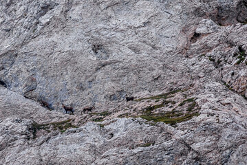 A group of adult chamois high up on the side of the Alps near the Santis in Appenzell