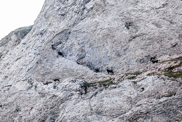 A group of adult chamois high up on the side of the Alps near the Santis in Appenzell
