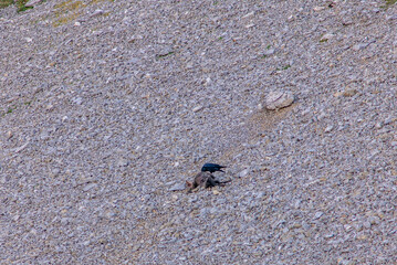 A raven scanvenging and feeding on a dead chamois carcass high up on the side of the Alps near the Santis in Appenzell