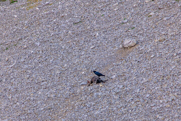 A raven scanvenging and feeding on a dead chamois carcass high up on the side of the Alps near the Santis in Appenzell